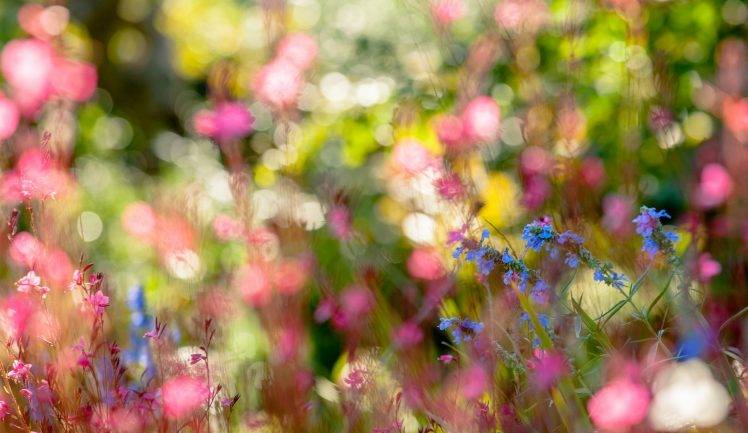 plants, Bokeh, Depth Of Field, Nature, Macro, Flowers, Blue Flowers HD Wallpaper Desktop Background