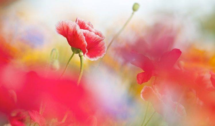depth Of Field, Flowers, Nature, Pink Flowers HD Wallpaper Desktop Background
