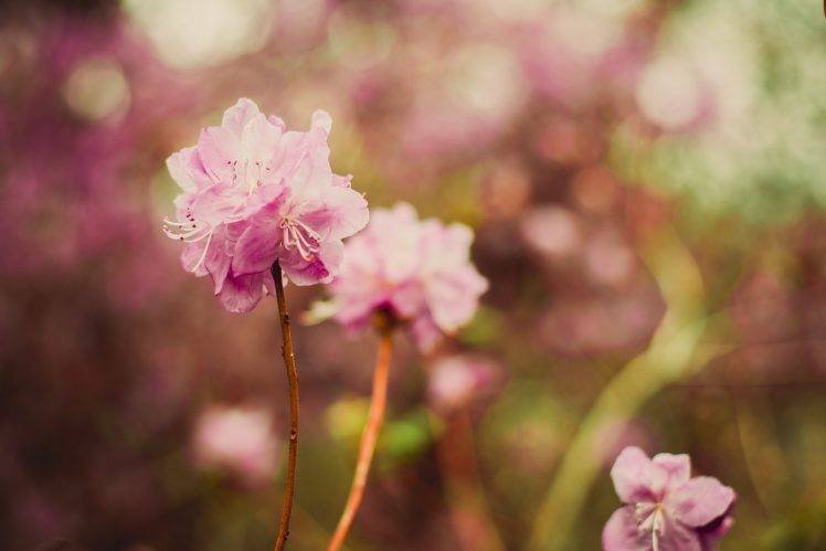 plants, Flowers, Pink Flowers, Nature, Depth Of Field HD Wallpaper Desktop Background