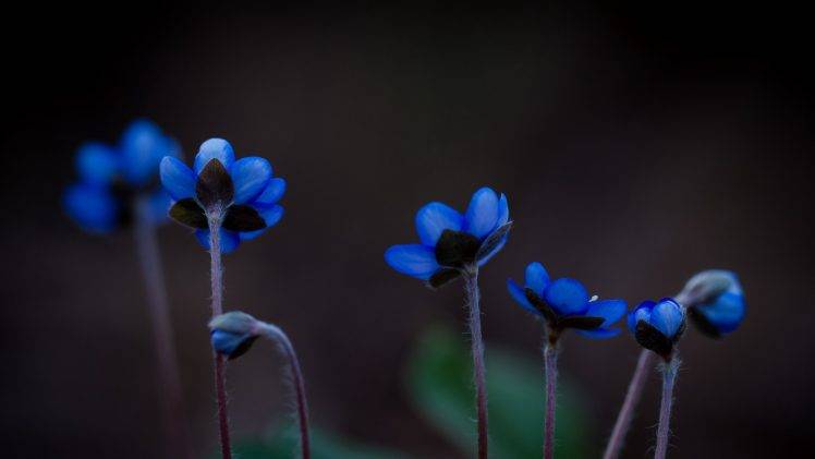 plants, Blue Flowers, Nature, Flowers, Macro HD Wallpaper Desktop Background