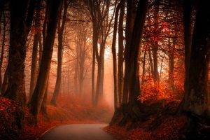 trees, Path, Forest, Fall, Leaves, Landscape