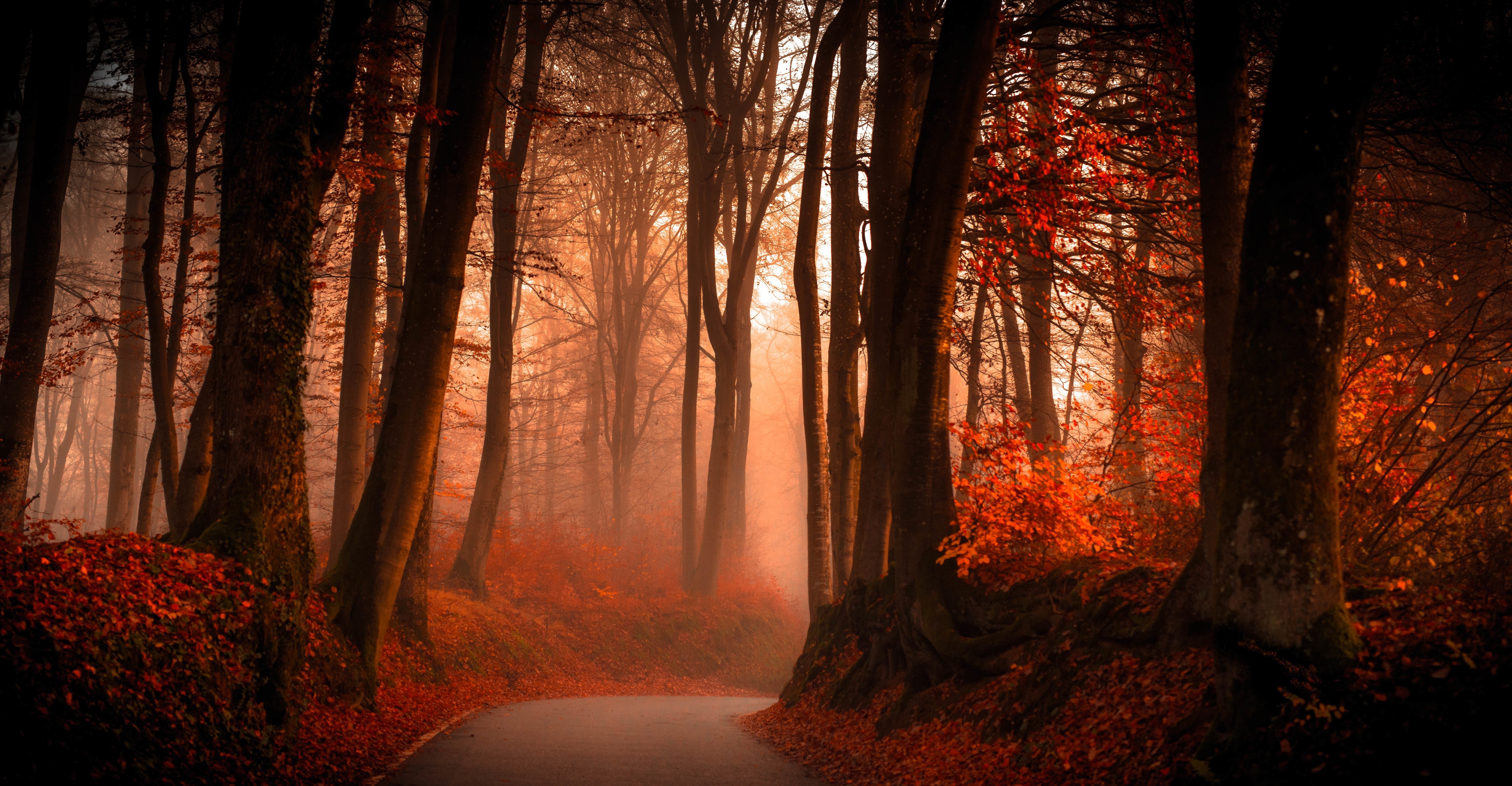trees, Path, Forest, Fall, Leaves, Landscape Wallpaper