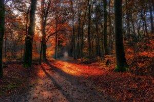 landscape, Nature, Path, Fall, Forest, Red, Leaves, Sunlight, Dirt Road, Trees