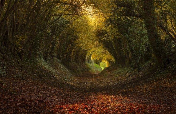 nature, Landscape, Tunnel, Trees, Path, Leaves, Sunlight HD Wallpaper Desktop Background