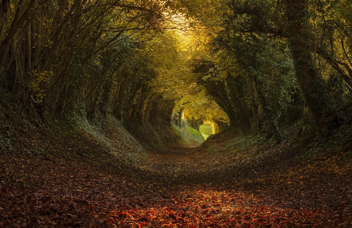 nature, Landscape, Tunnel, Trees, Path, Leaves, Sunlight Wallpaper