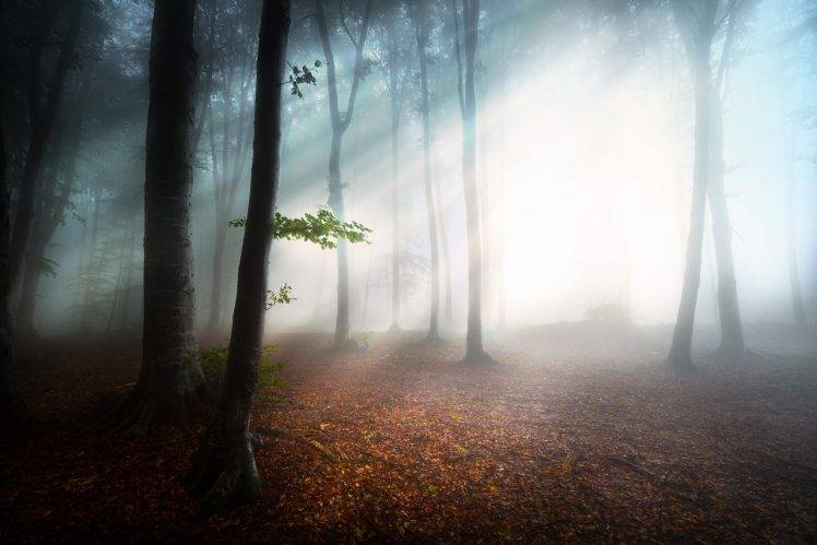 sunlight, Mist, Nature, Forest HD Wallpaper Desktop Background
