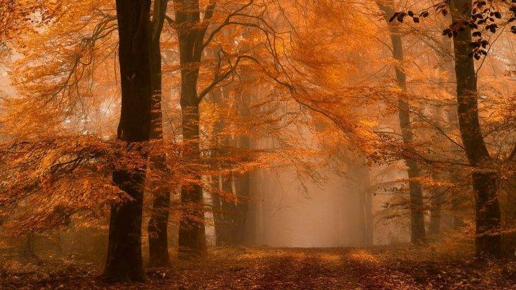 nature, Landscape, Fall, Forest, Path, Mist, Dirt Road, Amber, Leaves, Netherlands HD Wallpaper Desktop Background