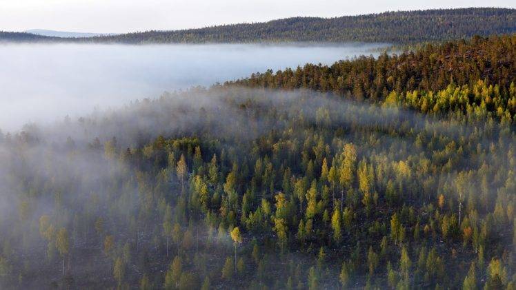 trees, Forest, Nature, Mist, Lake, Sun HD Wallpaper Desktop Background