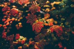 leaves, Nature, Fall, Filter, Depth Of Field