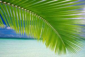 landscape, Palm Trees, Beach