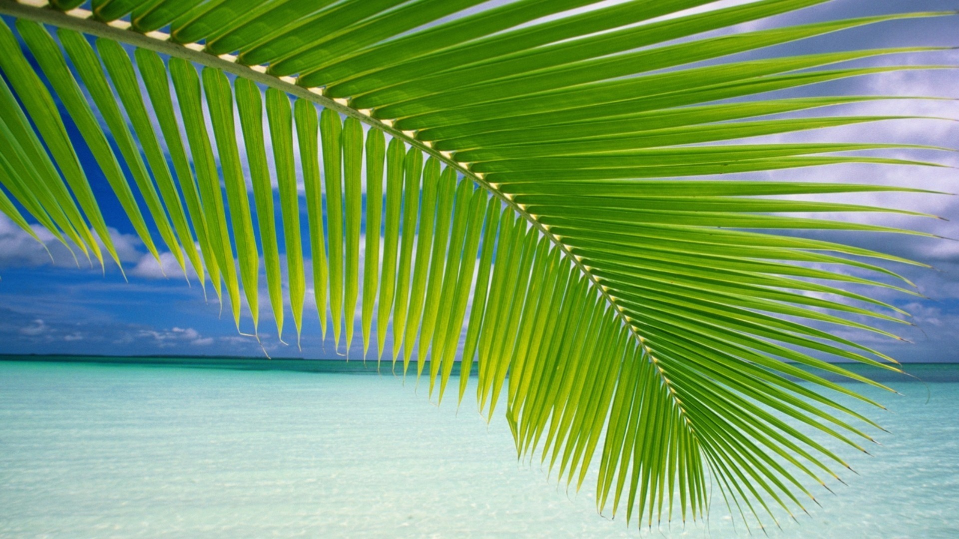 landscape, Palm Trees, Beach Wallpaper
