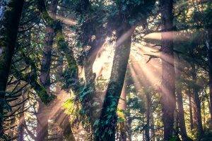 sunlight, Nature, Forest, Trees