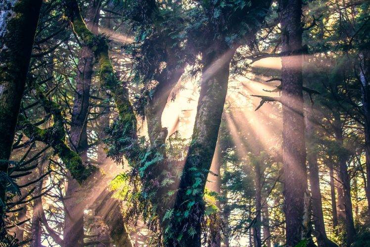 sunlight, Nature, Forest, Trees HD Wallpaper Desktop Background