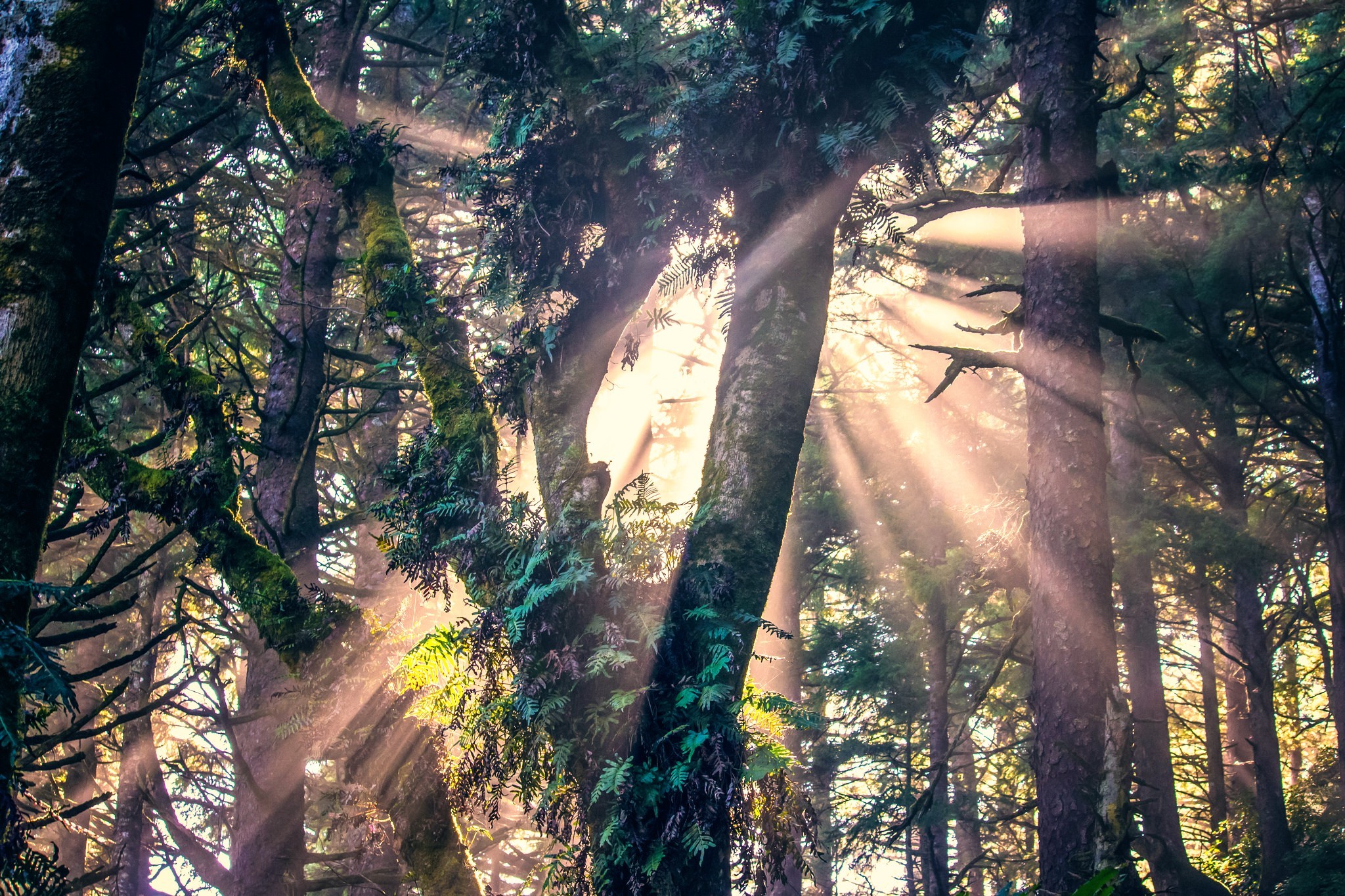 sunlight, Nature, Forest, Trees Wallpaper