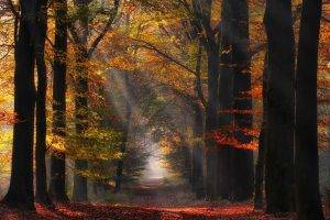 nature, Landscape, Colorful, Forest, Path, Sun Rays, Mist, Trees, Fall, Leaves, Atmosphere, Sunlight