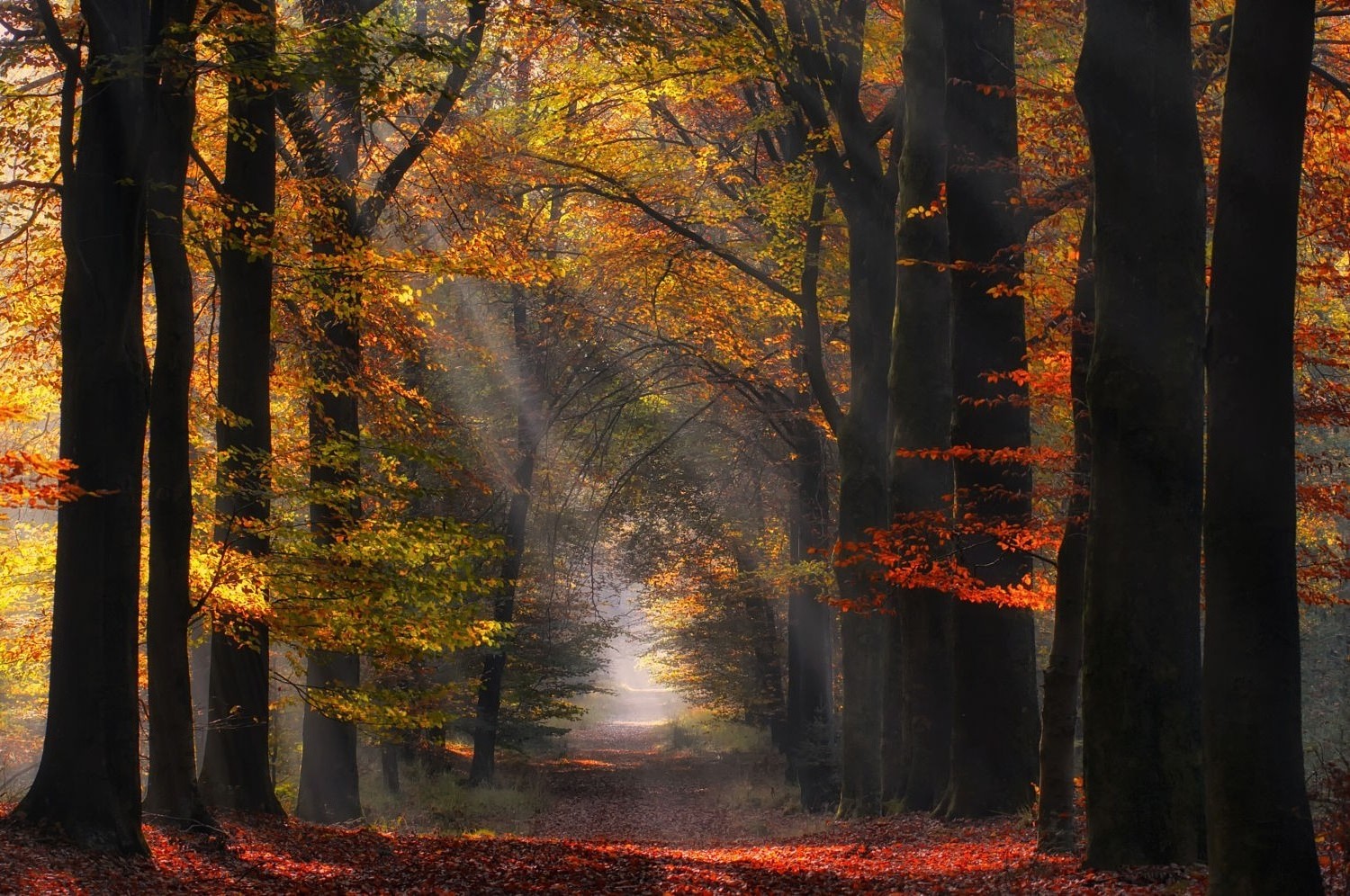 nature, Landscape, Colorful, Forest, Path, Sun Rays, Mist, Trees, Fall, Leaves, Atmosphere, Sunlight Wallpaper