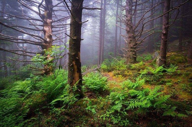 nature, Landscape, Mist, Forest, Ferns, Morning, Daylight, Trees HD Wallpaper Desktop Background