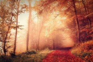 nature, Landscape, Fall, Forest, Mist, Path, Dirt Road, Sunrise, Sunlight, Red, Leaves, Trees, France