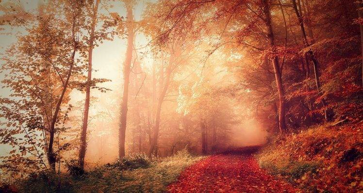 nature, Landscape, Fall, Forest, Mist, Path, Dirt Road, Sunrise, Sunlight, Red, Leaves, Trees, France HD Wallpaper Desktop Background