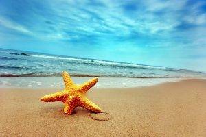 starfish, Nature, Beach