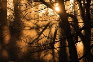 nature, Trees, Forest, Branch, Sun, Sunlight, Mist, Dust, Shadow, Silhouette, Winter
