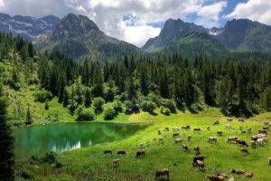 nature, Landscape, Trees, Forest, Alps, Italy, Water, Lake, Animals, Cows, Pine Trees, Mountains, Clouds, Grass, Reflection, Field