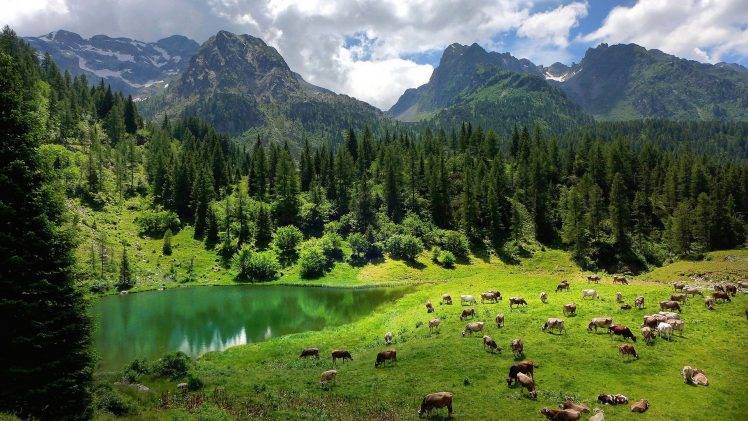 nature, Landscape, Trees, Forest, Alps, Italy, Water, Lake, Animals, Cows, Pine Trees, Mountains, Clouds, Grass, Reflection, Field HD Wallpaper Desktop Background