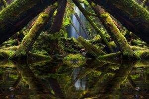 landscape, Nature, Photography, Mirrored, Moss, Trees, Ferns, Green, Rainforest, Reflection, Australia