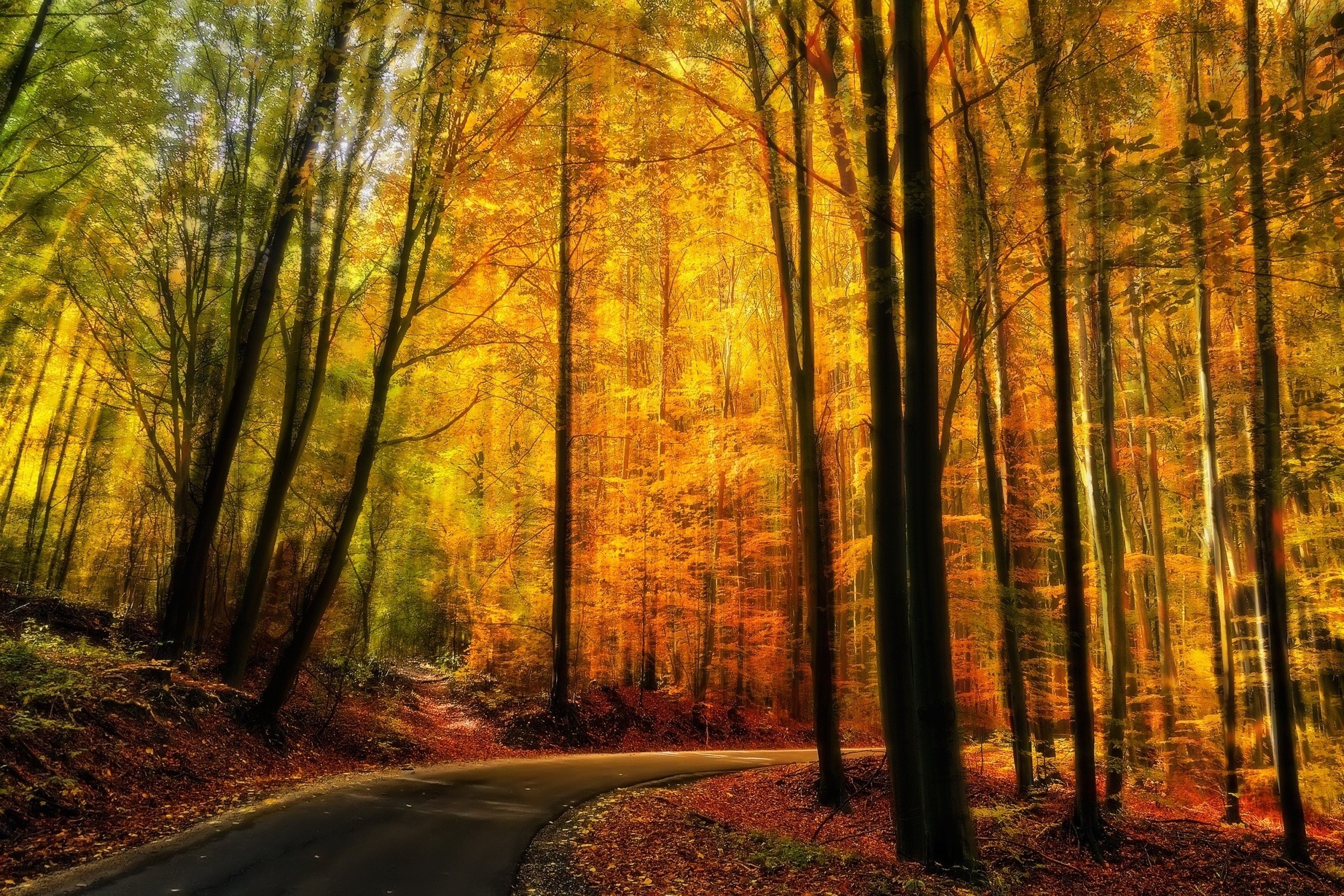 nature, Landscape, Fall, Forest, Road, Path, Yellow, Trees, Sunlight Wallpaper