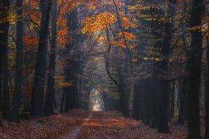 landscape, Nature, Photography, Path, Forest, Fall, Leaves, Sunlight, Trees