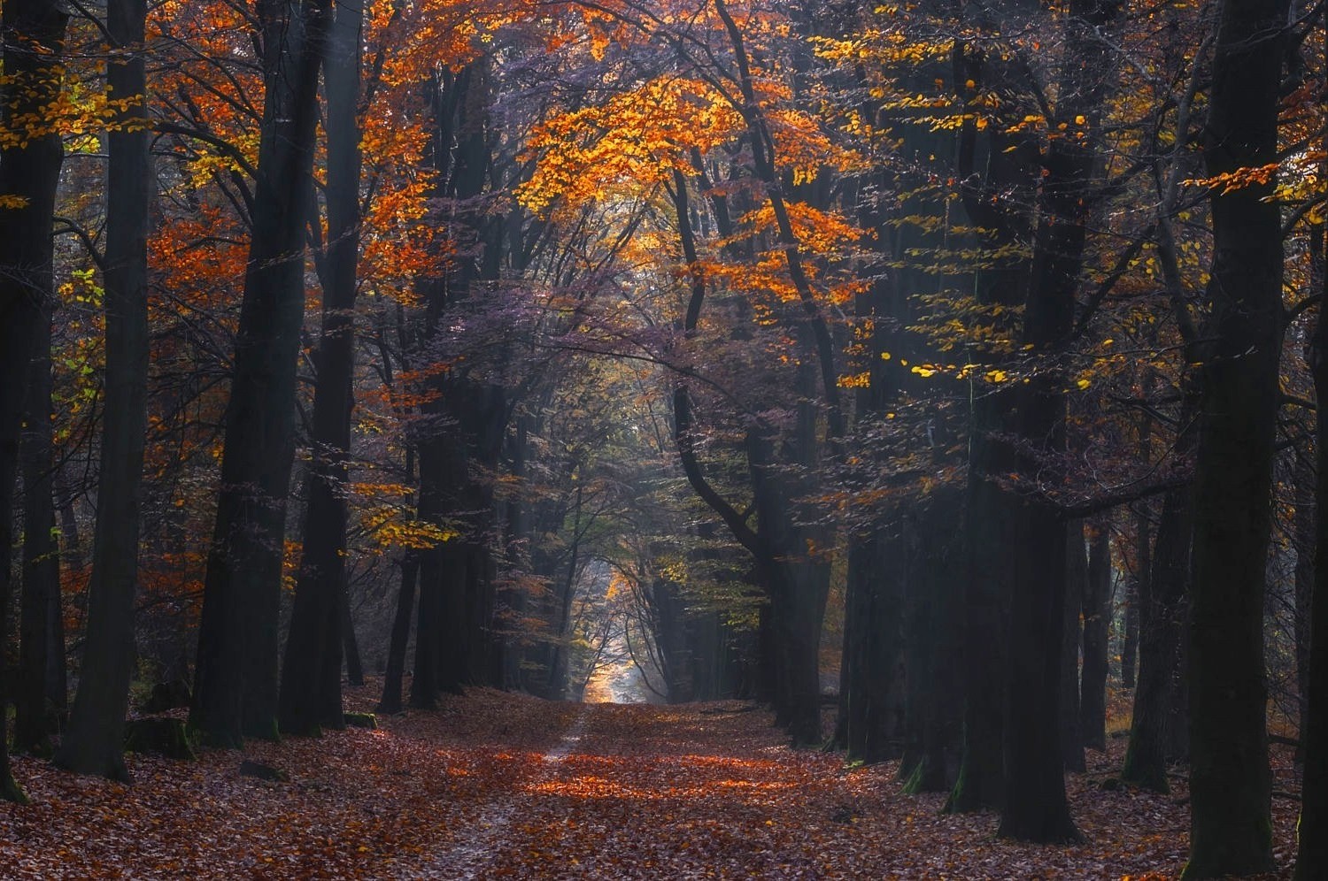 landscape, Nature, Photography, Path, Forest, Fall, Leaves, Sunlight, Trees Wallpaper