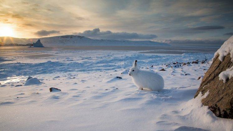winter, Nature, Landscape, Animals, Rabbits HD Wallpaper Desktop Background