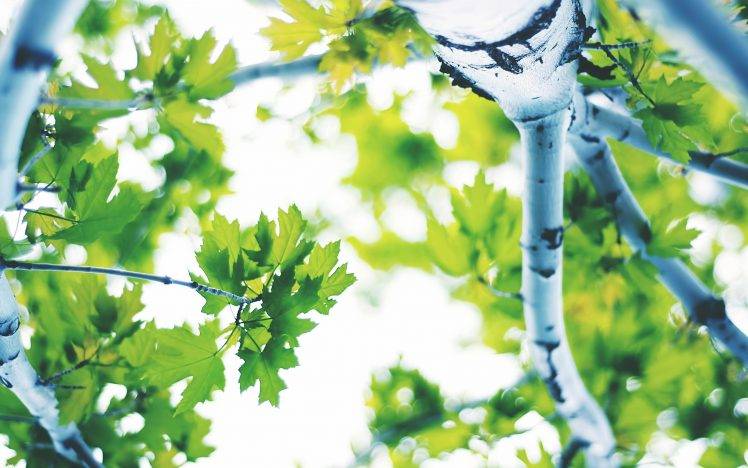 nature, Trees, Leaves HD Wallpaper Desktop Background