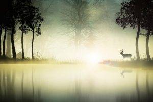 digital Art, Fantasy Art, Animals, Deer, Nature, Landscape, Trees, Water, Mist, Silhouette, Reflection