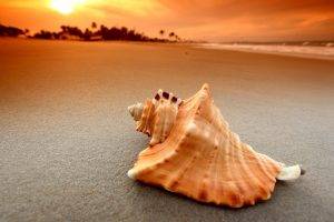 beach, Sand, Sunset, Sea, Waves, Nature, Seashells