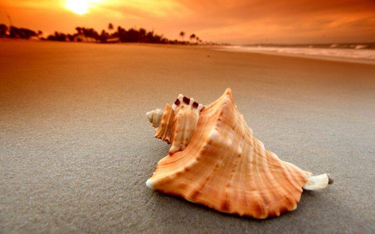 beach, Sand, Sunset, Sea, Waves, Nature, Seashells HD Wallpaper Desktop Background