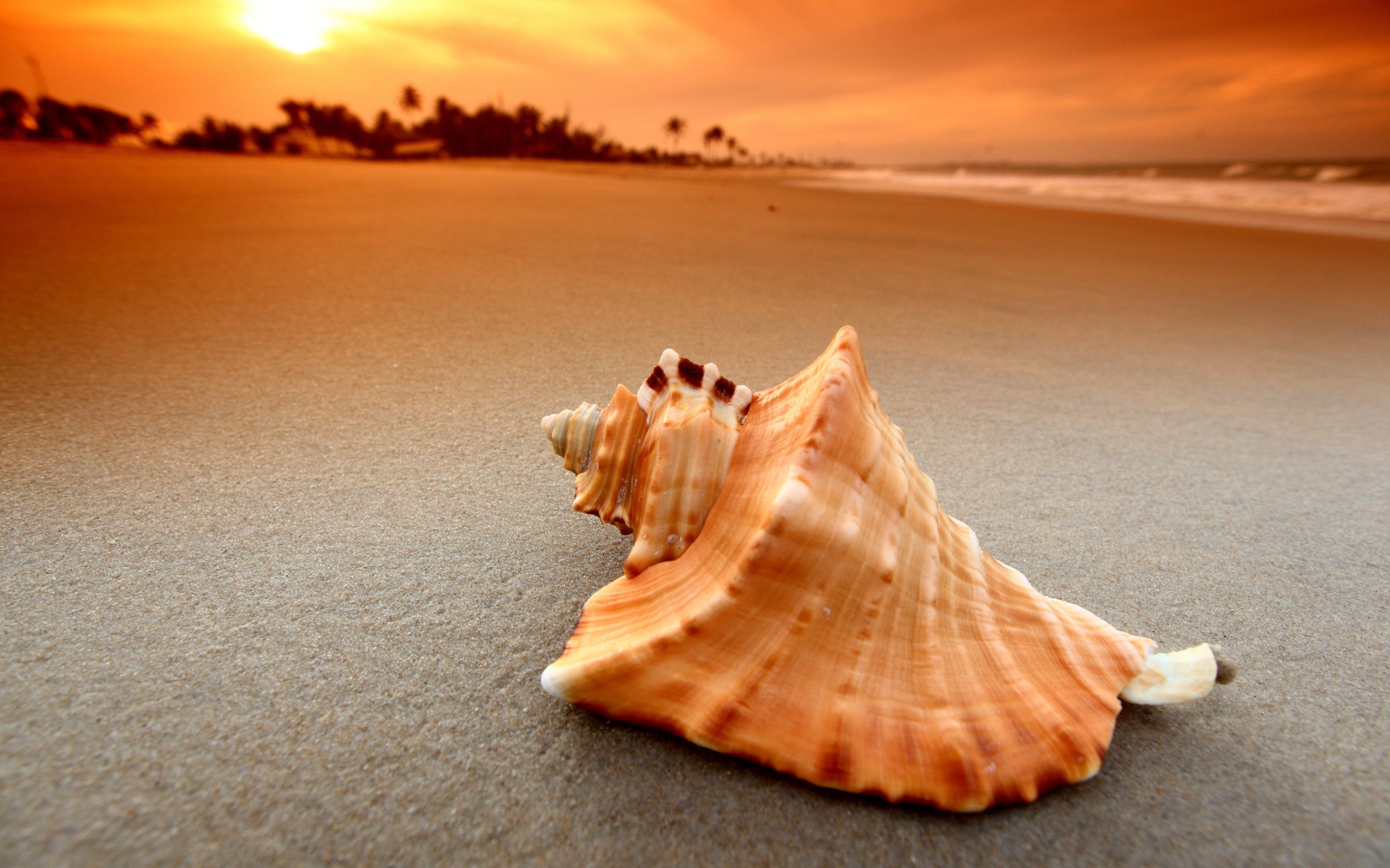 beach, Sand, Sunset, Sea, Waves, Nature, Seashells Wallpaper