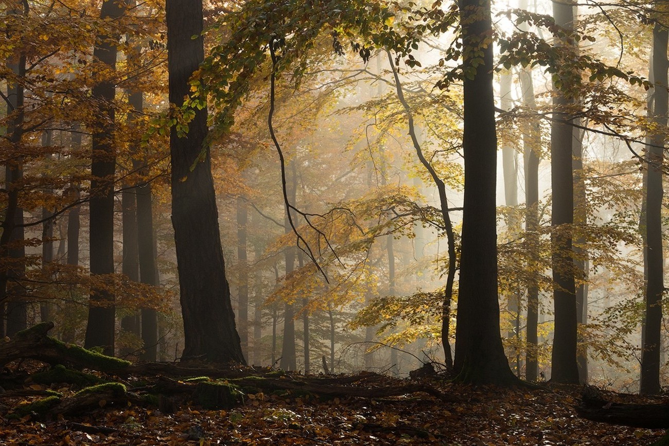 Landscape Forest Sunlight Fall Atmosphere Morning Beech Trees