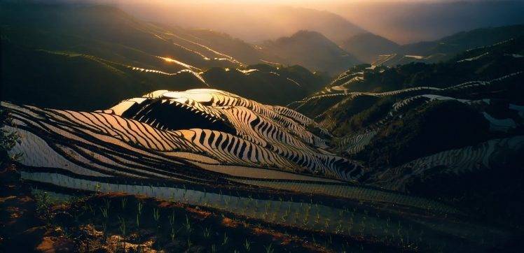 landscape, Nature, Sunrise, Field, Rice Paddy, Mist, Hills, Sunlight, Terraces, China HD Wallpaper Desktop Background