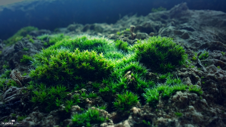 nature, Moss, Photography, Green, Blue, Rock HD Wallpaper Desktop Background