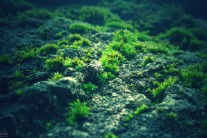 nature, Moss, Photography, Green, Blue, Rock