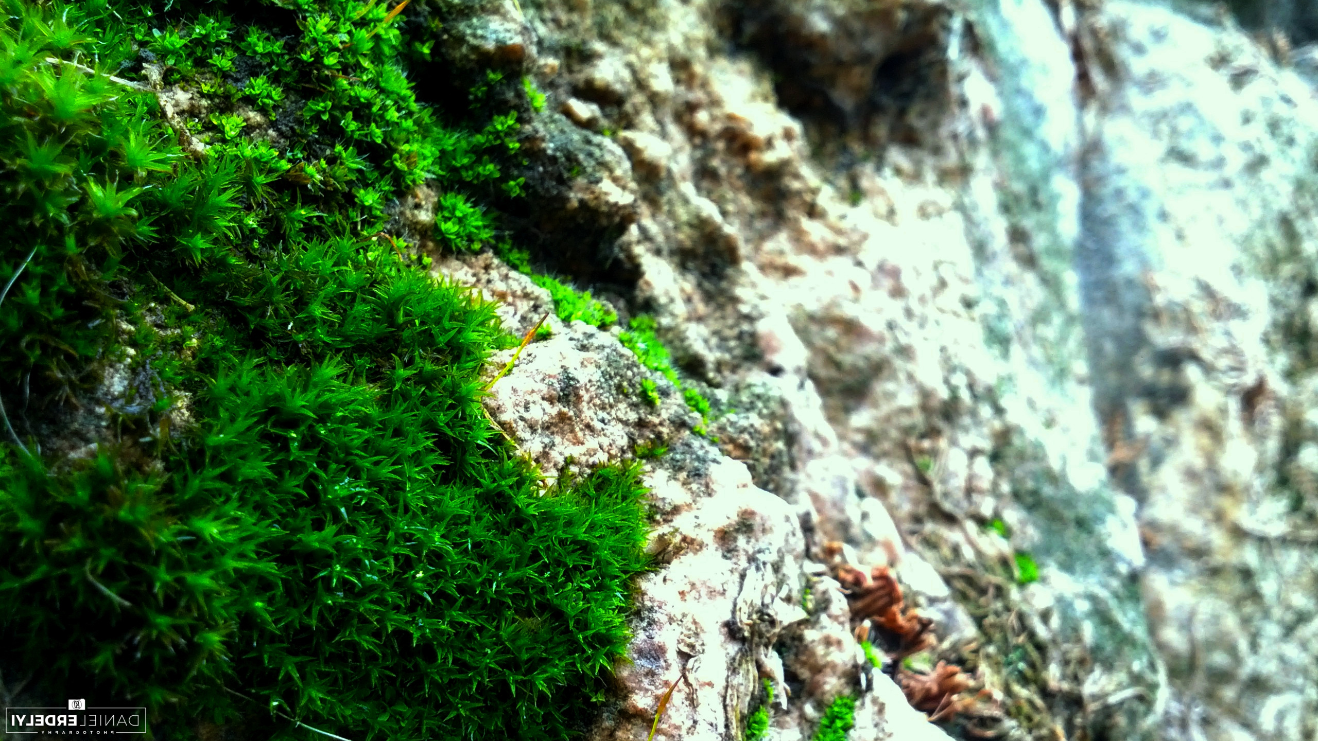 nature, Moss, Photography, Green, Blue, Rock Wallpaper