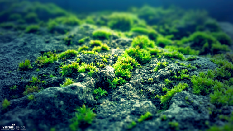 nature, Moss, Photography, Green, Blue, Rock HD Wallpaper Desktop Background
