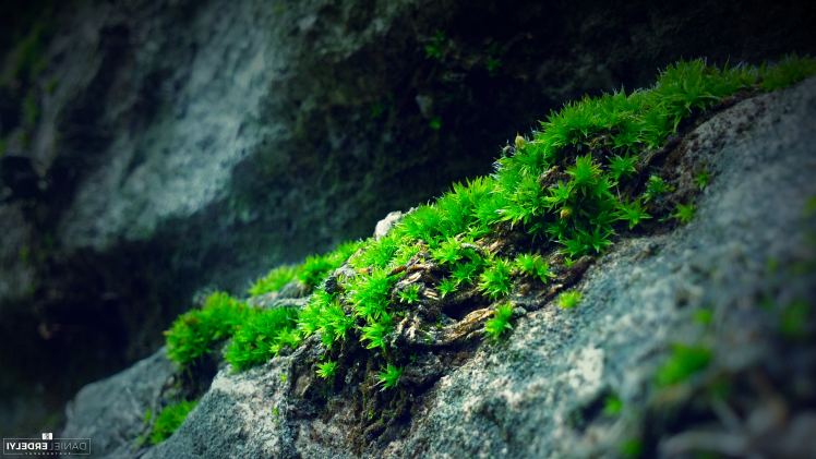 nature, Moss, Photography, Green, Blue, Rock HD Wallpaper Desktop Background