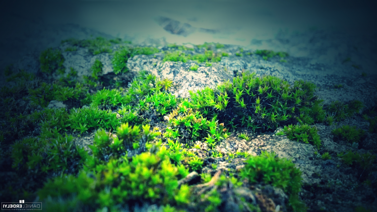 nature, Moss, Photography, Green, Blue, Rock HD Wallpaper Desktop Background
