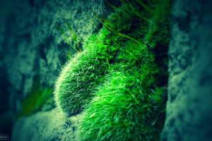 nature, Moss, Photography, Green, Blue, Rock