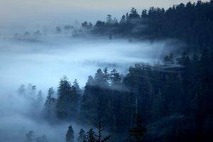nature, Landscape, Trees, Forest, Pine Trees, Morning, Mist