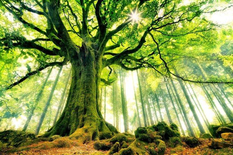 nature, Landscape, Trees, Forest, Sun, Sun Rays, Moss, Branch, Leaves HD Wallpaper Desktop Background