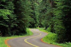 nature, Landscape, Trees, Forest, Grass, Road, Twist