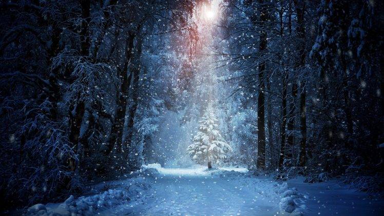 forest, Winter, Snow, Landscape, Sunlight HD Wallpaper Desktop Background